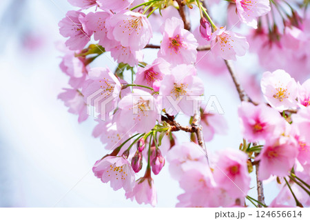 開花したばかりの桜 開花したばかりの桜 124656614