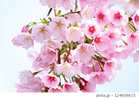 開花したばかりの桜 124656615