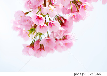 開花したばかりの桜 開花したばかりの桜 124656616