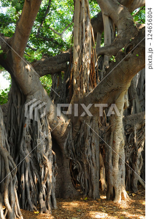 Banyan Tree 124656804