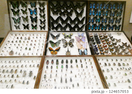 岩手県立博物館の展示　世界の昆虫の標本　珍しい標本 124657053