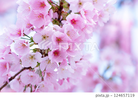 開花したばかりの桜 124657119