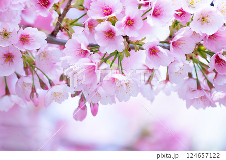 開花したばかりの桜 開花したばかりの桜 124657122