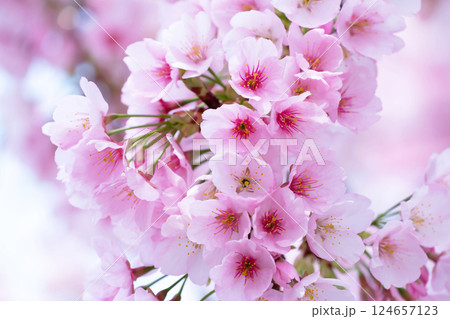 開花したばかりの桜 124657123