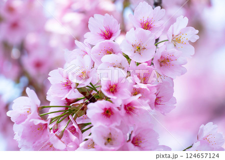 開花したばかりの桜 124657124