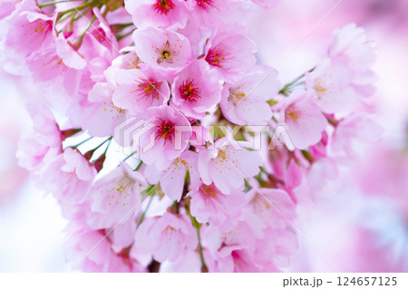 開花したばかりの桜 124657125