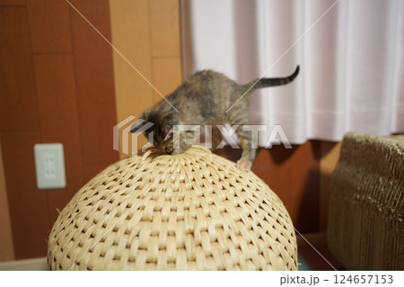 猫ちぐらの上から手を突っ込む子猫 124657153