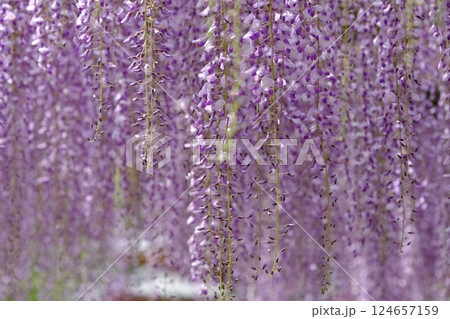 宇治市の藤の古木 124657159