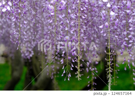 宇治市の藤の古木 宇治市の藤の古木 124657164