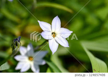 ハナニラの花 124657406