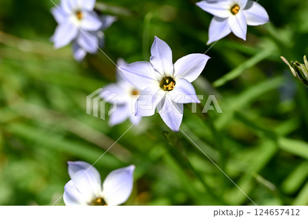 ハナニラの花 124657412