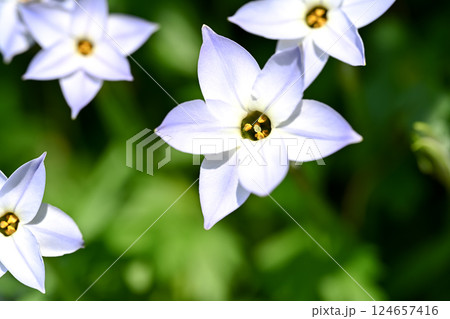 ハナニラの花 124657416