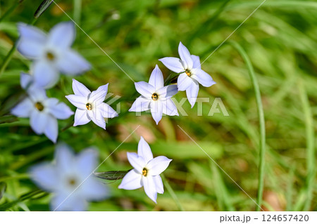 ハナニラの花 ハナニラの花 124657420