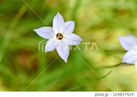 ハナニラの花 ハナニラの花 124657424