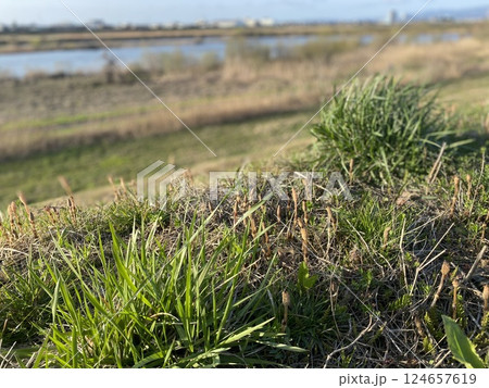 つくし つくし 124657619