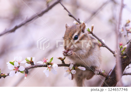 梅の花を食べるシマリス 梅の花を食べるシマリス 124657746