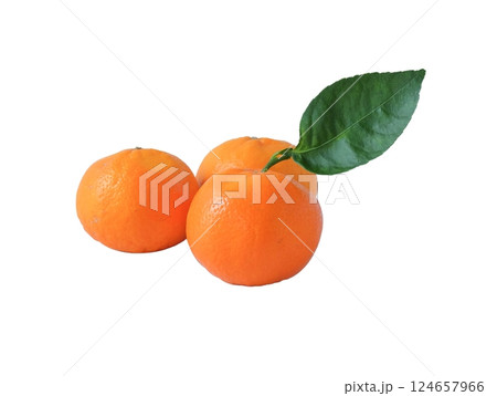 Fresh Oranges fruit with leaves on the white background. Fresh Oranges fruit with leaves on the white background. 124657966