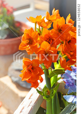 Spring flowers on streets in city, Italy. Seasons and nature. Background for design. Spring flowers on streets in city, Italy. Seasons and nature. Background for design. 124658032