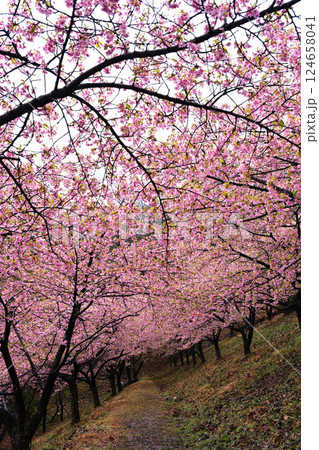 妙義道の駅の河津桜 妙義道の駅の河津桜 124658041