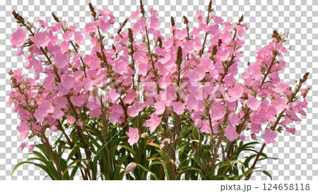 Pink blooming flowers isolated on a transparent background beautifully detailed 3D rendering perfect for floral designs digital art and creative projects available in high-quality PNG format 124658118