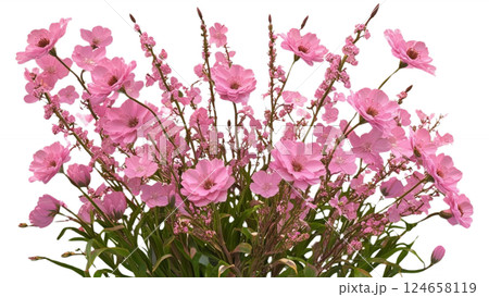 Pink blooming flowers isolated on a transparent background beautifully detailed 3D rendering perfect for floral designs digital art and creative projects available in high-quality PNG format 124658119