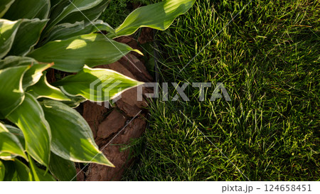 Hosta Hosta 124658451
