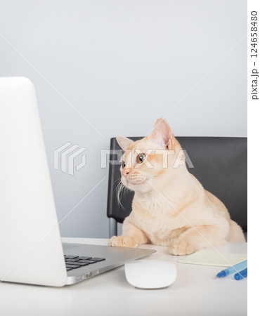 Burmese cat sitting near laptop on desk, work from home with pet concept 124658480