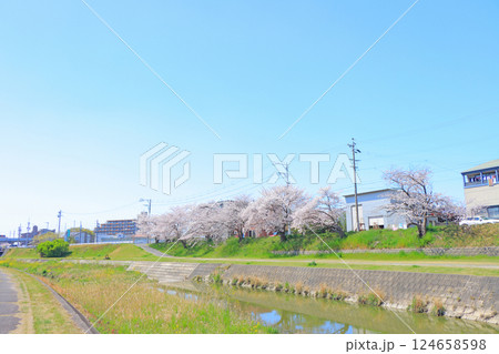 愛知県瀬戸市、瀬戸川沿いに咲く桜の風景 124658598