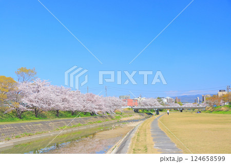 愛知県瀬戸市、瀬戸川沿いに咲く桜の風景 124658599