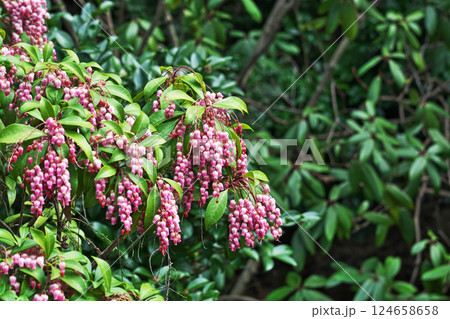 ピンク色のアセビの花（春、三月） 124658658
