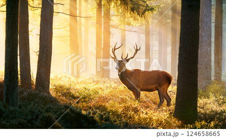deer in the wild, a deer in a magical forest with golden light filtering through the trees, a deer surrounded by trees and golden light, capturing the beauty and tranquility of the forest 124658665