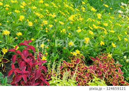 Bright flowerbed with yellow daisies and red geraniums. Bright flowerbed with yellow daisies and red geraniums. 124659121