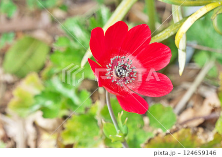 赤いアネモネの花（春、三月） 124659146