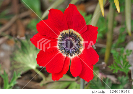 赤いアネモネの花(春、三月) 赤いアネモネの花(春、三月) 124659148