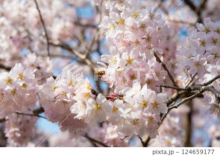 桜にミツバチ 桜にミツバチ 124659177