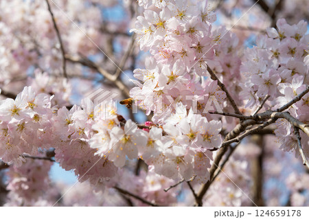 桜にミツバチ 桜にミツバチ 124659178