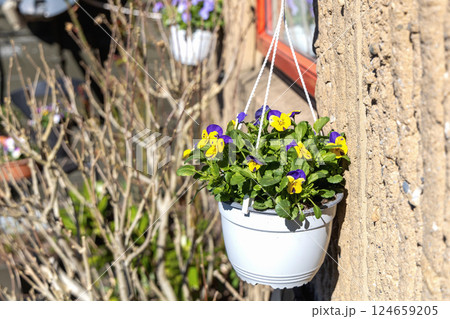 Violet flowers in a hanging pot in the garden Violet flowers in a hanging pot in the garden 124659205