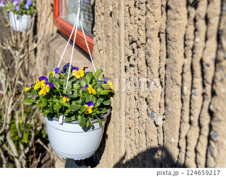 Violet flowers in a hanging pot in the garden 124659217
