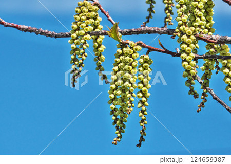 黄色いキブシの花（春、三月） 124659387