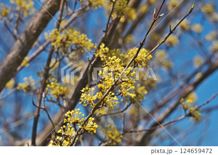 黄色い小さなサンシュユの花(春、三月) 黄色い小さなサンシュユの花(春、三月) 124659472