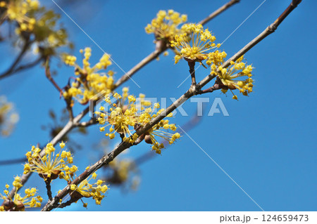 黄色い小さなサンシュユの花（春、三月） 124659473