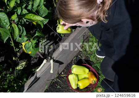 Person harvesting green bell peppers in a garden, enjoying a sunny day and contributing to sustainable gardening practices in their backyard 124659616