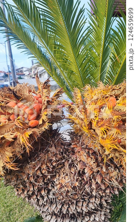 A close-up of a palm tree along with its orange fruit in Portugal. Concept of ecotourism, exotic plants 124659699