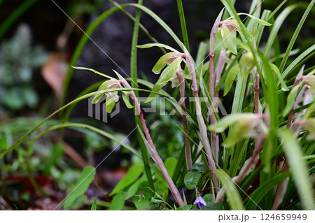 春の花 シュンラン 春の花 シュンラン 124659949