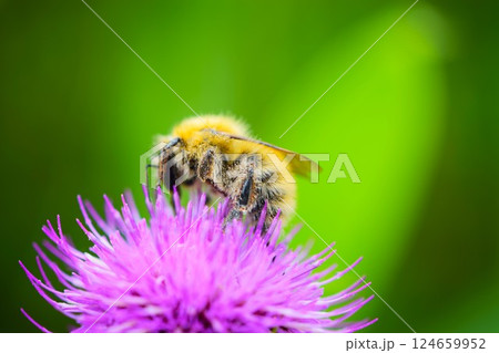アザミの花にとまるミツバチ　霧ヶ峰高原 長野県　2 124659952