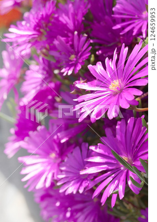 Spring flowers on streets in city, Italy. Seasons and nature. Background for design.  124659953