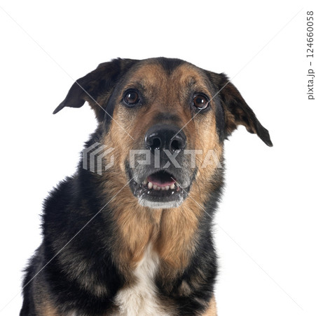 german shepherd mix breed 124660058