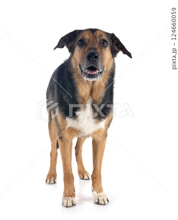 german shepherd mix breed 124660059