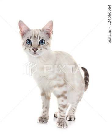 bengal kitten in studio 124660064