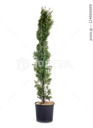 Cupressus sempervirens Totem plant in pot 124660069